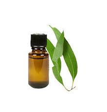 Eucalyptus Oil, for Fever, Infections, Stomach Issue, Feature : Aid Wound Care, Freshness, Purity