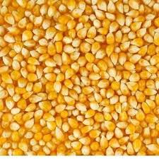 Yellow Corn Seeds, for Animal Feed, Bio-fuel Application, Cattle Feed, Human Consuption, Tea, Style : Dried