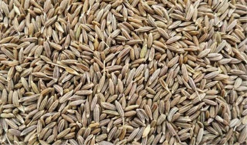 Cumin seeds, Shelf Life : 1Year