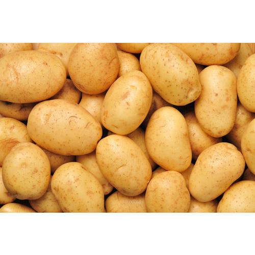 Round Organic Fresh Potato 3797, for Cooking, Packaging Size : 40-50kg