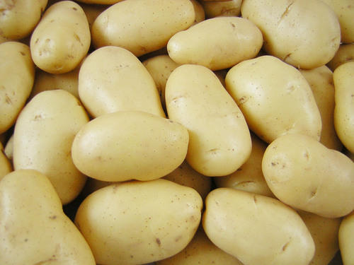 Chipsona 1 Potato, Packaging Size : 50 kg