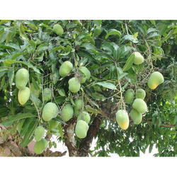 Organic kesar mango, Taste : Delicious Sweet