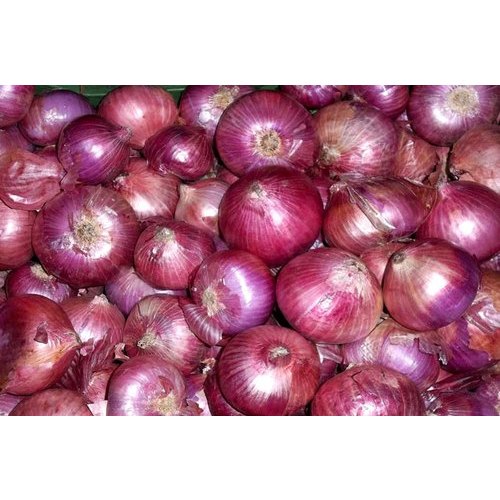 Natural Red Onion, Packaging Type : Plastic Packet