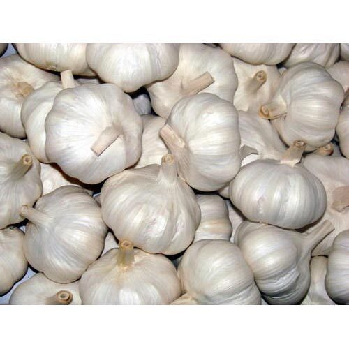 Common fresh garlic, for Cooking, Fast Food, Snacks, Feature : Moisture Proof