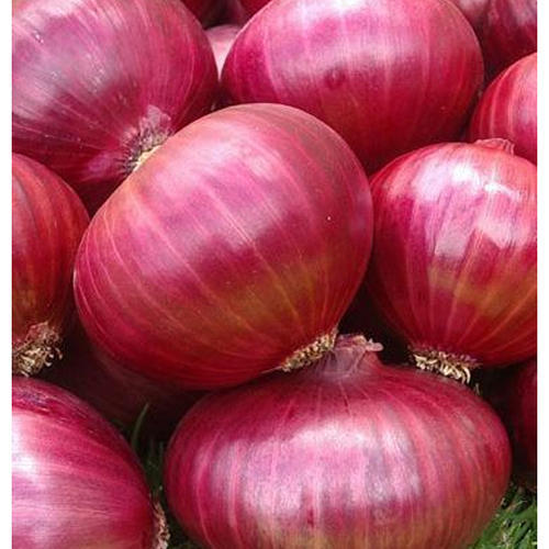 Organic nashik red onion, for Cooking, Feature : Non Harmful