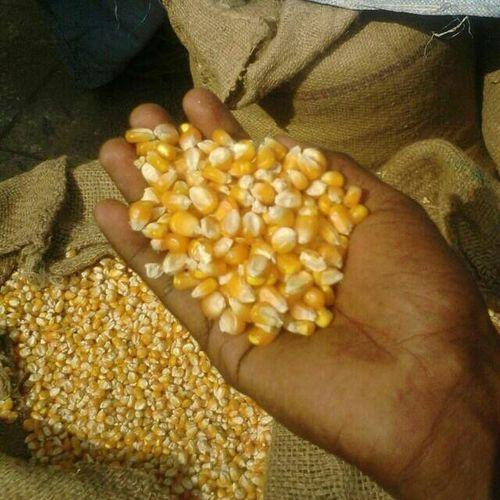 C Grade Yellow Corn Seeds