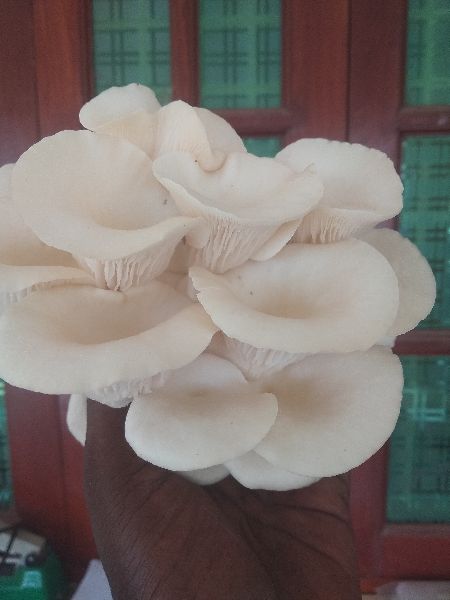 Oyster Mushroom, Packaging Type : Plastic Bag