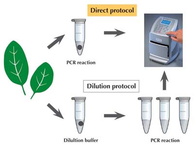 Plant direct PCR_100 samples per pack