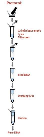 Plant DNA Isolation Kit