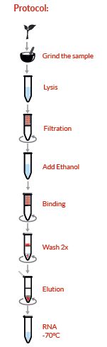 Plant RNA Isolation kit