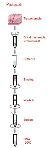 Tissue DNA Isolation Kit