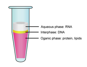 Rna isolater total rna extraction reagent
