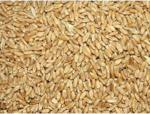 Common Dried Wheat Seeds, for Flour, Grade : Feed Grade