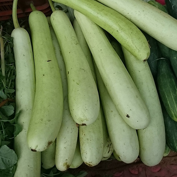 Natural Bottle Gourd, for Pesticide Free ( Raw Products)