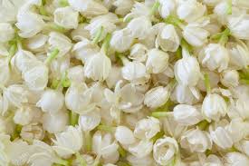 Madurai Jasmine Flower, for Decorative, Garlands, Occasion : Birthday, Party, Weddings