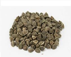 Common Moringa Seeds, Color : Brown, Coffee Brown, Green