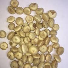 Common NIRMALI SEED, for Agriculture, Cooking, Food, Medicinal, Style : Dried, Natural