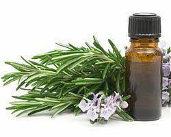 Rosemary Extract, Packaging Type : Packet, Tin, Bottle