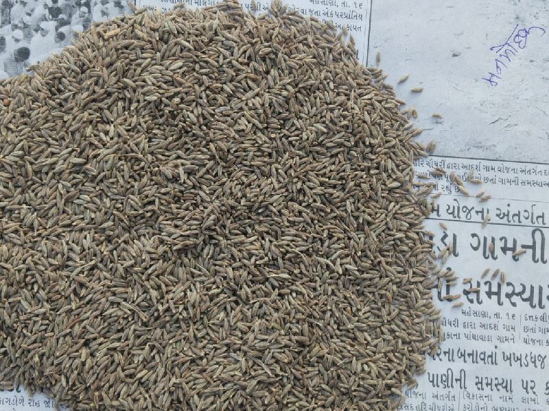 GUJARAT BIO TECH PVT. LTD. in Mahesana Retailer of Cumin Seed