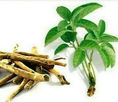 Roots Ashwagandha, for Herbal Products, Medicine, Supplements, Style : Dried