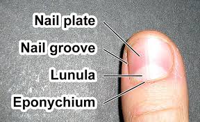 Circular Polished nail plate, Grade : AISI