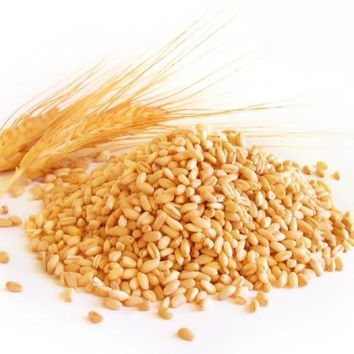 Common wheat grains, for Bakery Products, Cookies, Cooking, Making Bread