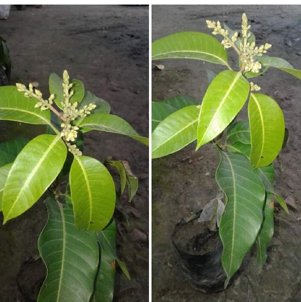 All Time Mango Plant, Color : Green