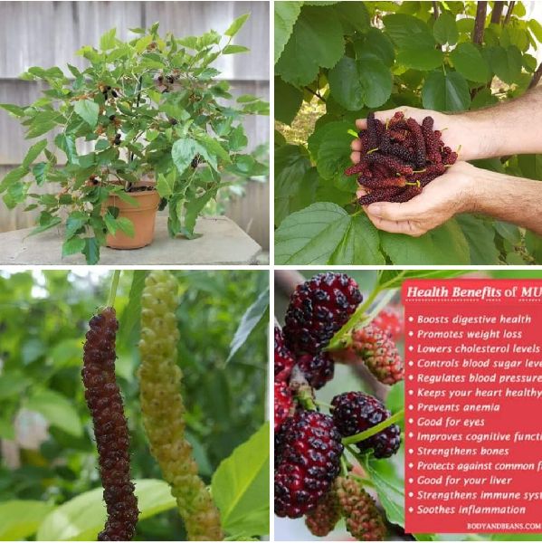 Black Mulberry Plant