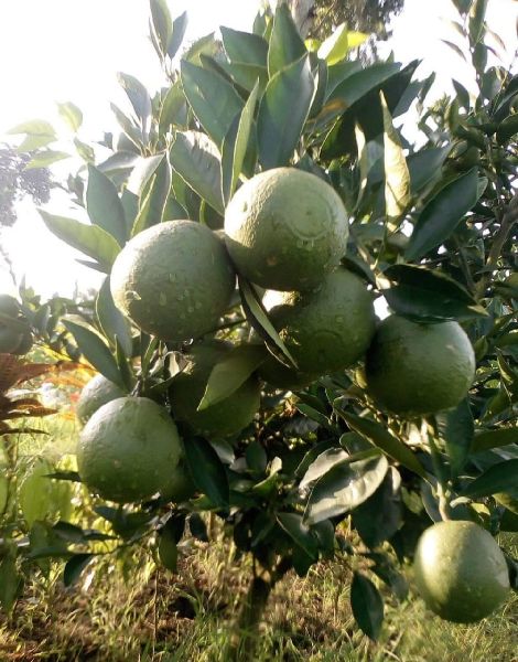 Malta Lemon Plant