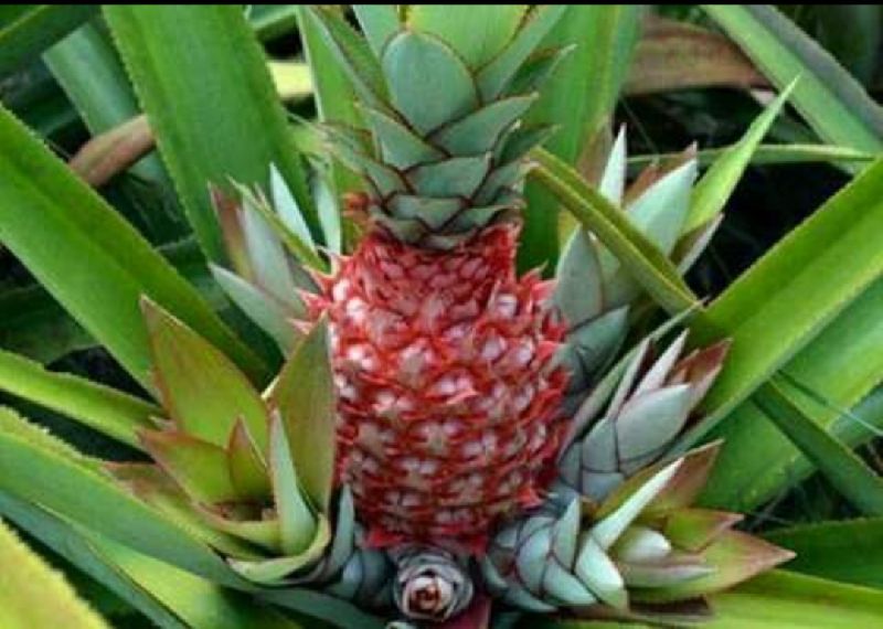 Red Pineapple Plant, for Agriculture