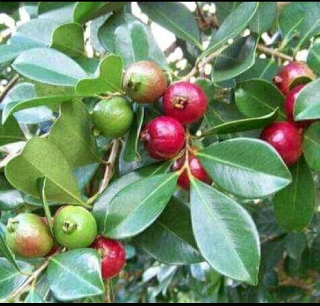 Organic Strawberry Guava Plant, Feature : Disease Free, Fast Growth