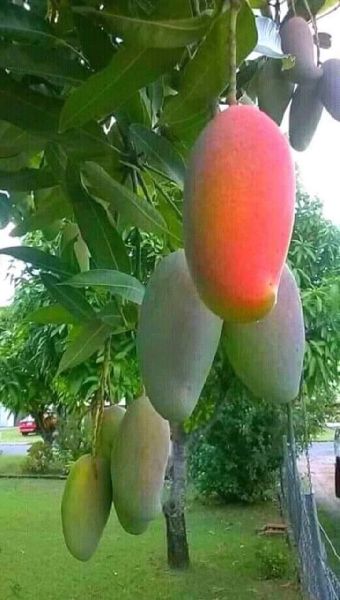 Suvarnarekha Mango Plant, Color : Green