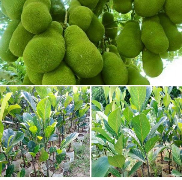 Thai Jackfruit Plant