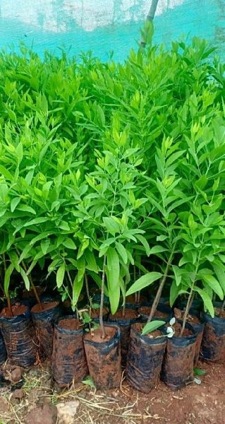 White Sandalwood Plant Application Medicinal Purpose At Best Price Inr 90 Piece In Bulandshahr Uttar Pradesh From Yashi Creation Id
