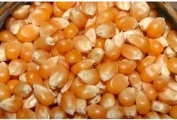 Corn Seeds, for Animal Food, Human Food, Human Food, Cattle Feed