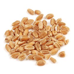 Organic Wheat Seeds, for Flour, Purity : 99%