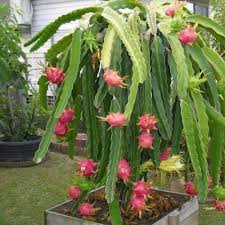 Dragon fruit plant, Color : Brown, Dark Red, Red