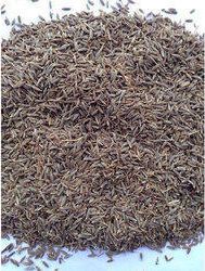 Organic Cumin Seeds, for Cooking