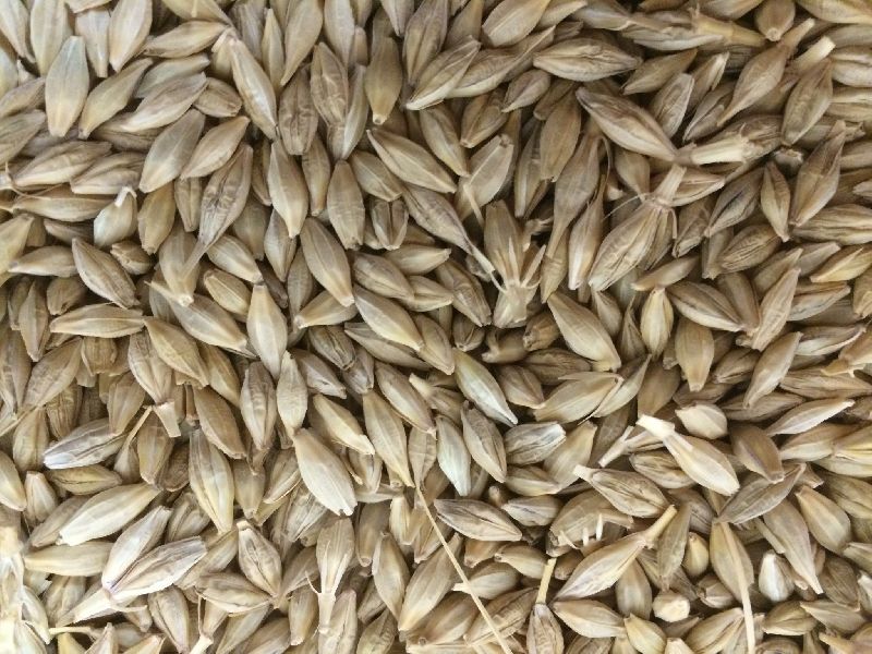 Common Barley Seeds