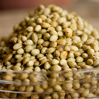 Coriander seeds, Packaging Type : Jute Bags, Plastic Packets