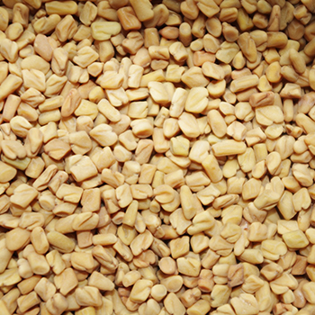 Common Fenugreek Seeds, Packaging Type : Jute Bags, Plastic Packets