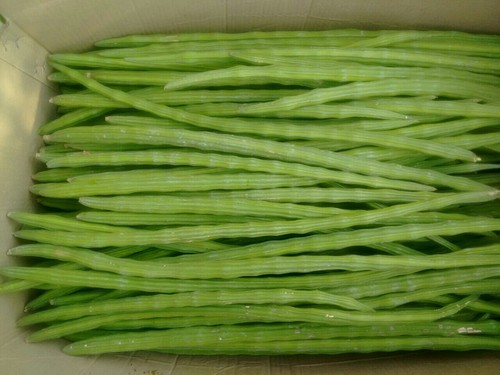 Organic Fresh Drumstick, for Cooking, Color : Green