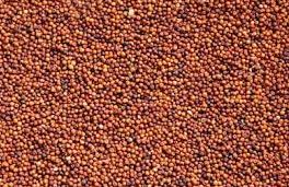 Finger Millet, for Cooking, Purity : 99%