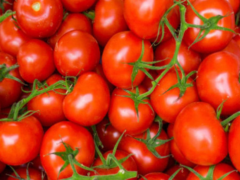 Organic Fresh Tomato, for Cooking, Color : Red