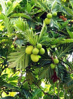 Breadfruit Plant, for Agriculture, Feature : Longer shelf life, Eco-friendly, Provide fresh air, Medical benefits