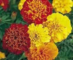 Marigold Plant, for Decoration, Gardening, Length : 0-10ft