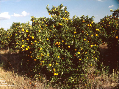Orange plant, for Agriculture