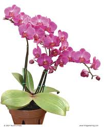 Orchid plant, for Decoration, Gardening, Packaging Type : Plastic Bag