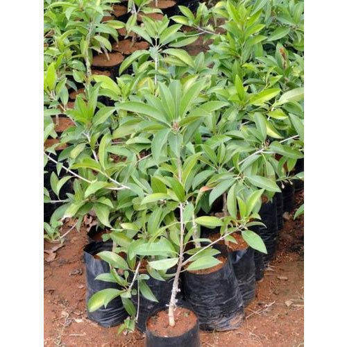 Organic Sapota Plant, for Agriculture, Feature : Longer shelf life, Eco-friendly, Provide fresh air