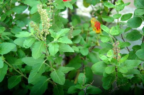 Tulsi Plant, Feature : Longer shelf life, Eco-friendly, Provide fresh air, Medical benefits